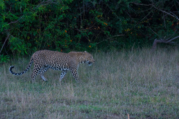 Sri Lankan Endemic Leopard - Panthera Pardus Kotiya
