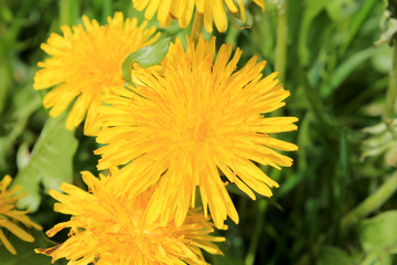 Yellow Dandelion Flower