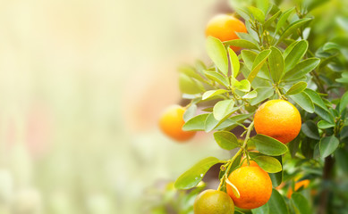 mandarin fruits on a tree
