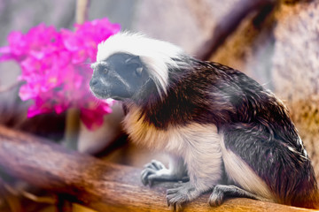 Monkey titi cotton-top tamarin