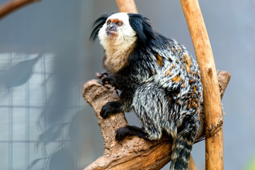 Monkey white-faced capuchin