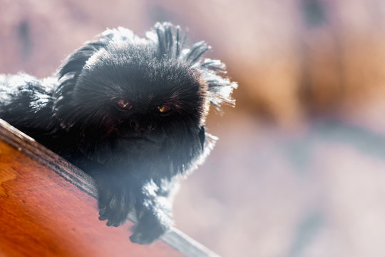 Black monkey