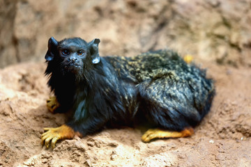 Black monkey tamarin