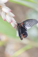 butterfly on the flower