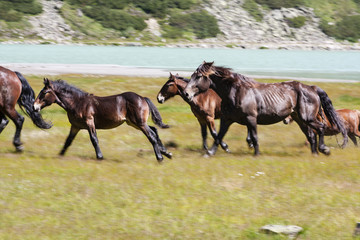Horses in mountain landscape