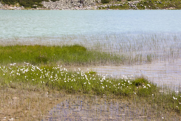 Cotton Grass By Lake
