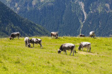 Fototapeta premium Cows in Mountain Landscape