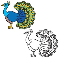 Illustration of peacock bird on a white background. Coloring book.
