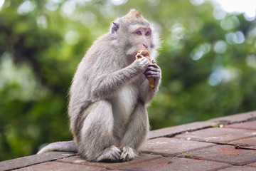 Portrait of monkey eating banana in monkey forest, Bali