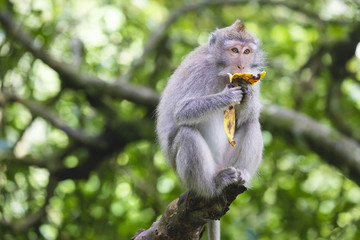 Portrait of monkey eating banana in monkey forest, Bali