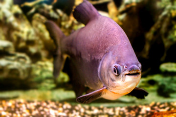 Obraz na płótnie Canvas a beautiful aquarium fish black pacup