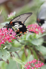 Fototapeta premium butterfly on the flower