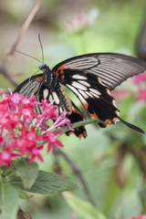 butterfly on the flower