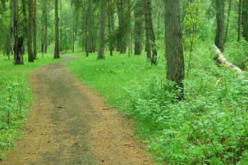 Winding path, road in wild forest. Finland.