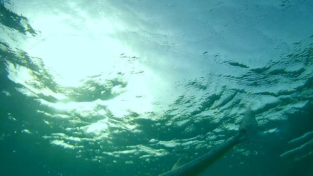 Sabre-toothed blenny cleaning Garfish, Red sea, Marsa Alam 