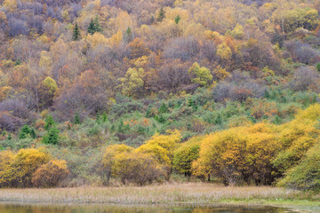 Colorful forest in Jiuzhaigou