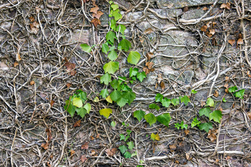 Stone wall overgrown with plants Common Ivy in spring.  United