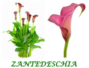 zantedeschia © robert6666