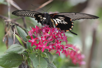 butterfly on the flower
