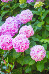 Floral postcard for your design