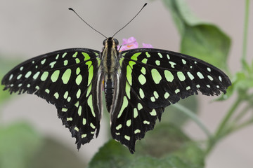 butterfly on the flower