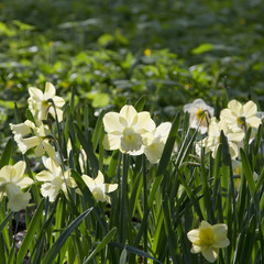 Blooming narcissus in the park