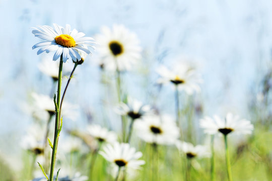 Fototapeta Blumenwiese mit Himmel