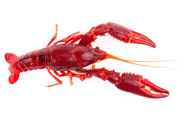 crawfish isolated on white background