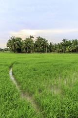Rice field