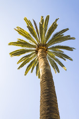 Beautiful palm tree with blue sunny sky