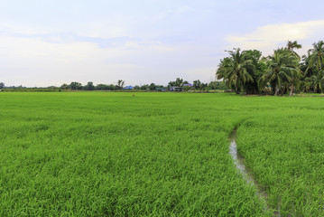 Rice field