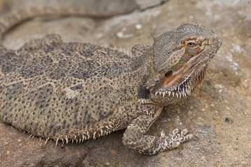bearded dragon in the hand