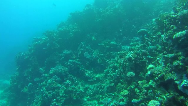 The life of a coral reef, Red sea, Marsa Alam, Abu Dabab 