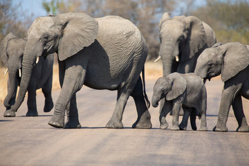 Fototapeta premium Breeding herd of elephant with small calf cross tar road