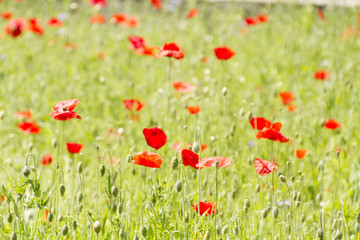 Fototapeta premium campo di papaveri