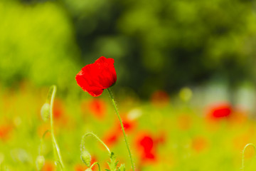 Obraz premium campo di papaveri