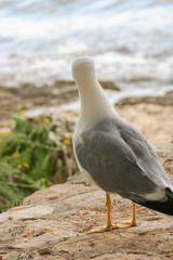 Gabbiano che guarda il mare
