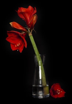 Flor cortada de amarilis