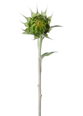 Bud  of sunflower isolated on a white background