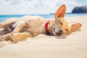 relaxing dog on the beach - obrazy, fototapety, plakaty