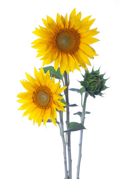 Sunflowers isolated on a white background