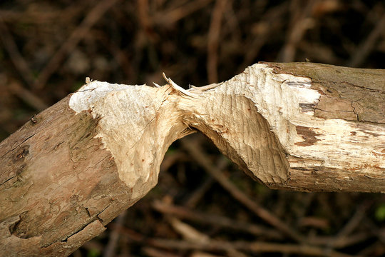 Gałąź obgryziona przez bobry