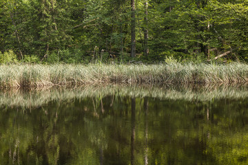 Schilfg&uuml;rtel im Gerzensee, im Kernwald, bei Kerns, Obwalden, Schweiz