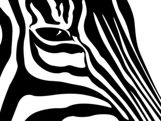 schematic outline black and white Zebra