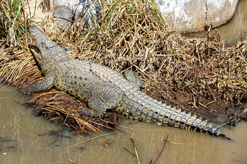 Crocodile on reed