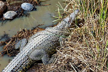 Crocodile with turtle on reed