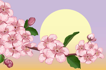 Apricot blossoming branch against the moon