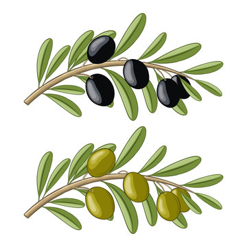 Two olive branches with black and green fruits