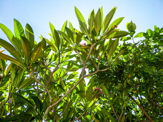 Plant and blue sky background