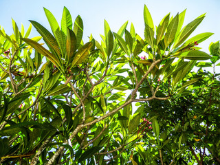 Plant in the sky.JPG